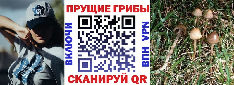 Псилоцибиновые грибы Magic Shrooms  Янаул 